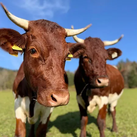 Oberpremgut * Krispl