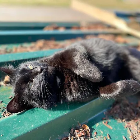 Oberpremgut Dom wakacyjny