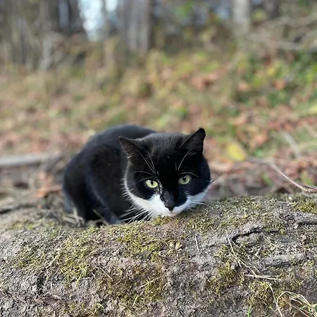 Oberpremgut Σπίτι διακοπών Krispl