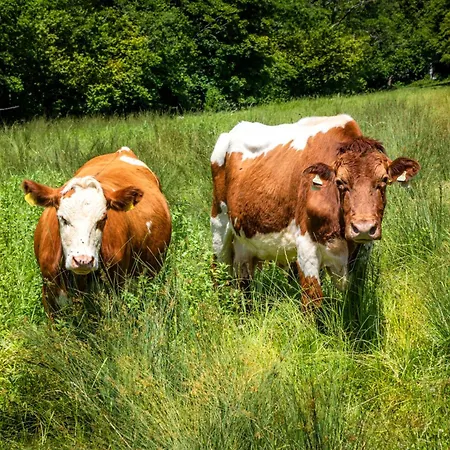 Oberpremgut Holiday home *